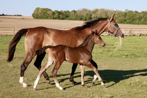 Image de cheval