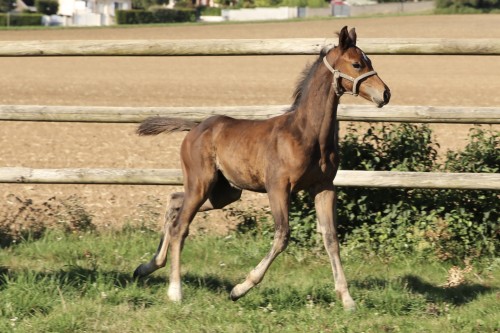 Image de cheval