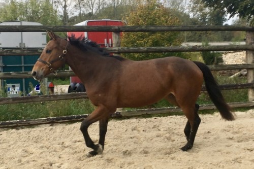 Image de cheval