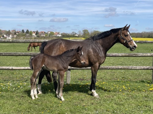 Image de cheval