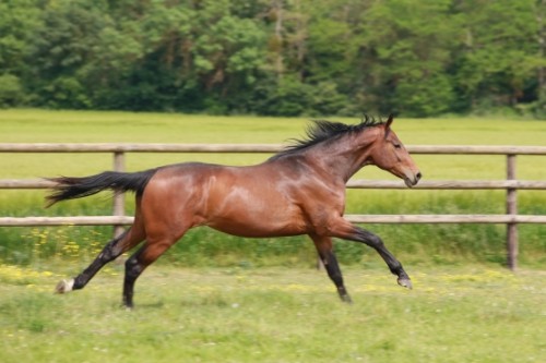Image de cheval