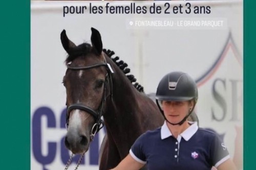 Image de cheval