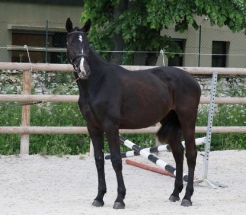 Image de cheval