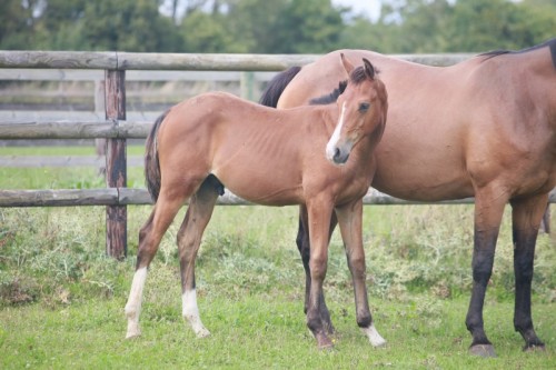 Image de cheval
