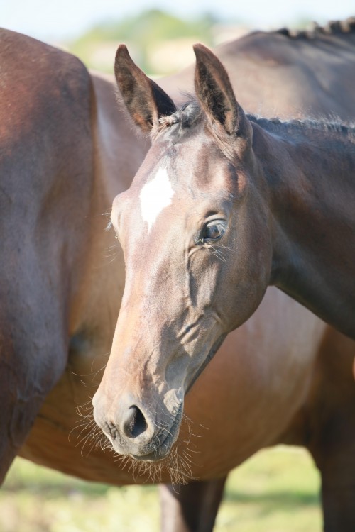 Image de cheval