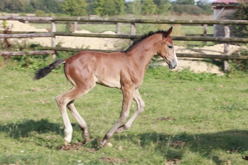 Image de cheval