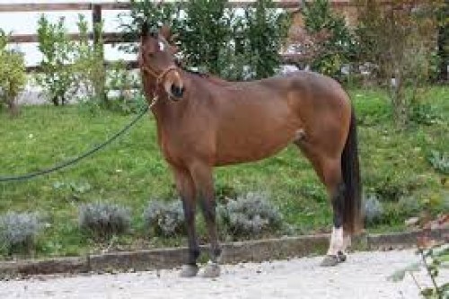 Image de cheval