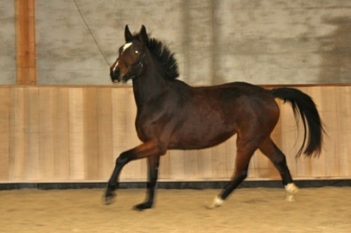 Image de cheval