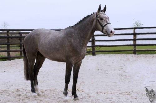 Image de cheval
