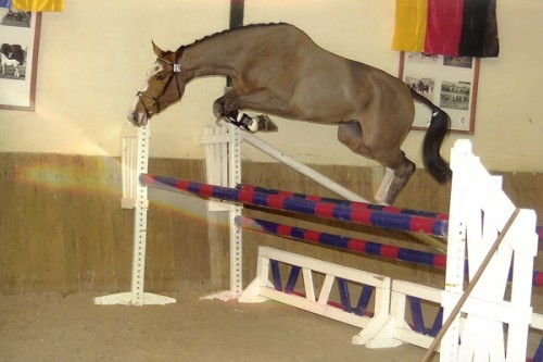 Image de cheval