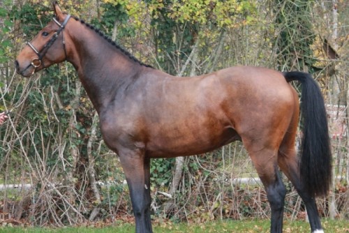 Image de cheval