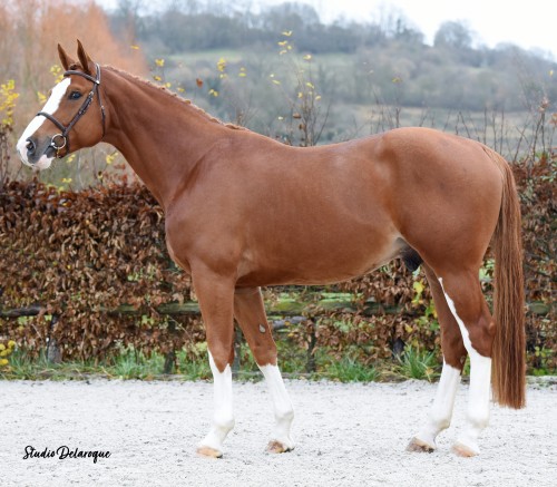 Image de cheval