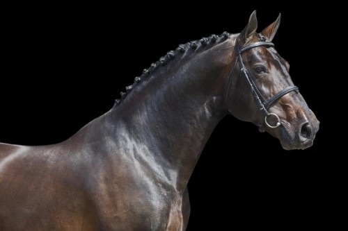 Image de cheval