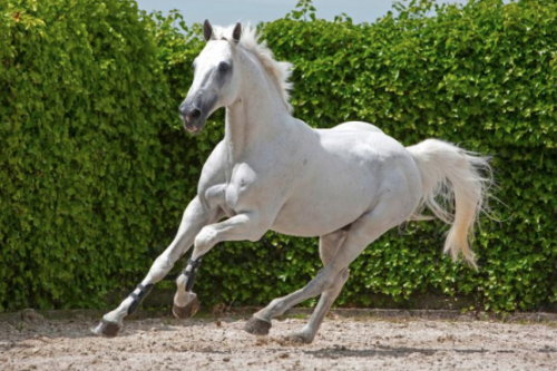 Image de cheval