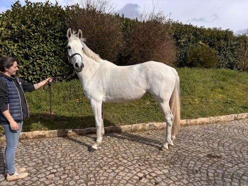 Image de cheval