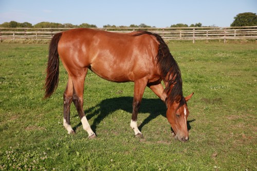 Image de cheval