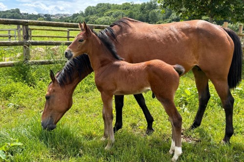 Image de cheval