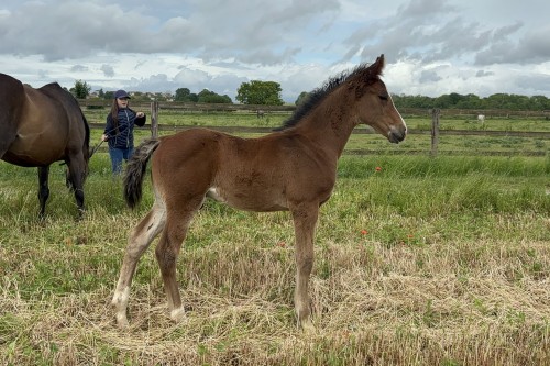 Image de cheval