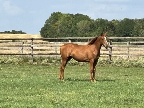 Image de cheval