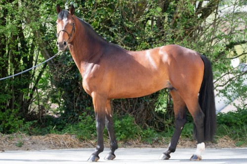 Image de cheval
