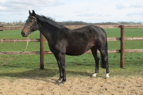 Image de cheval