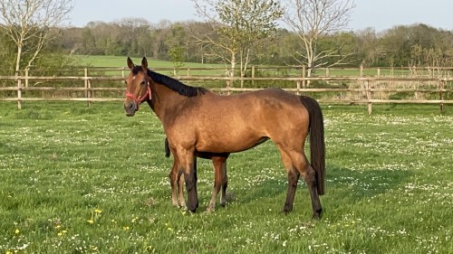 Image de cheval