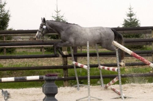 Image de cheval