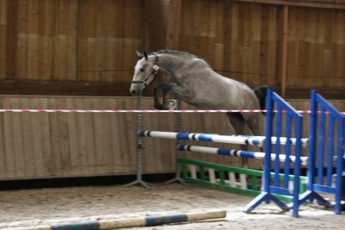 Image de cheval