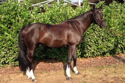 Image de cheval