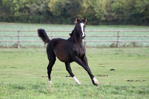 Image de cheval