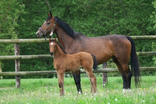 Image de cheval