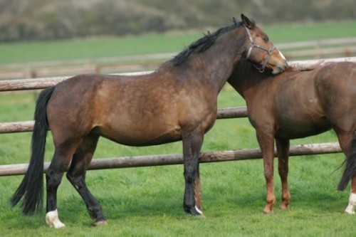 Image de cheval