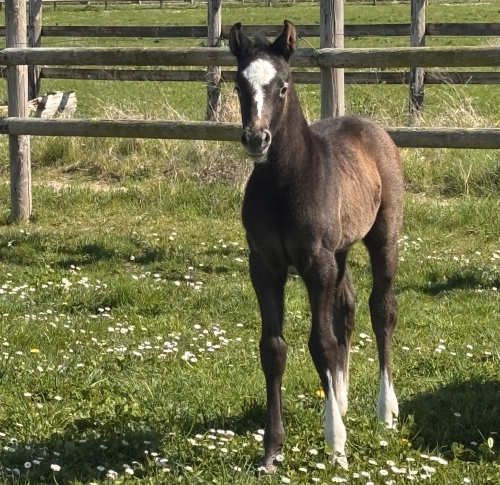 Image de cheval