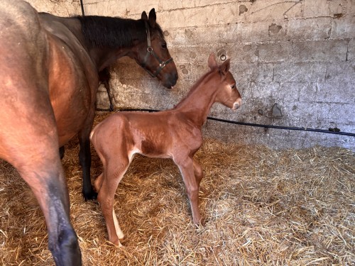 Image de cheval