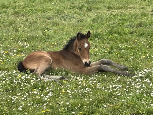 Image de cheval