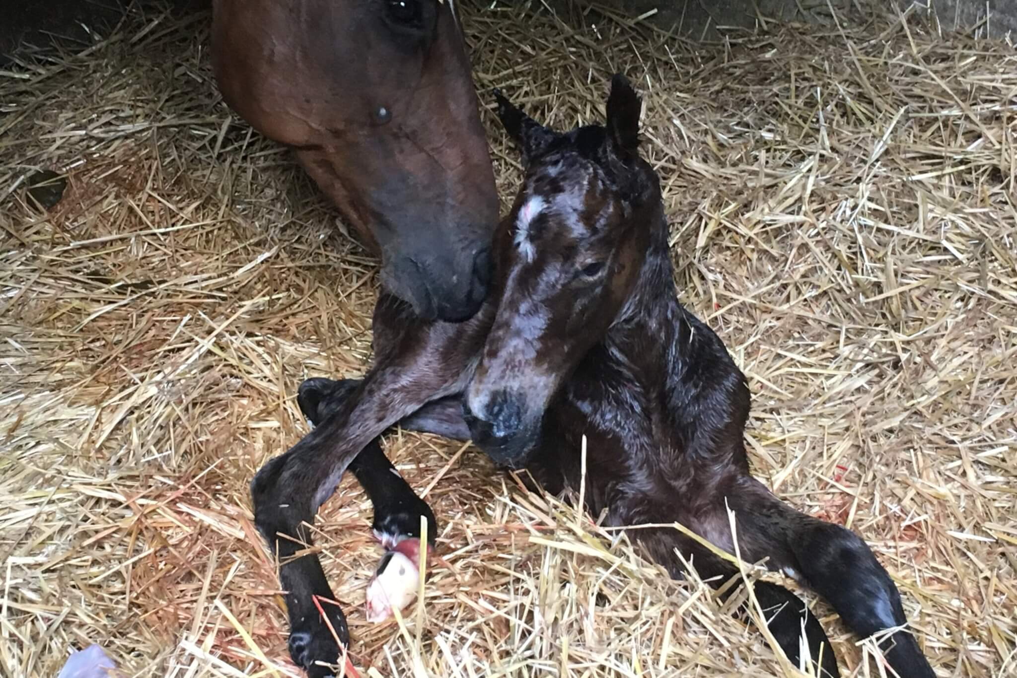 Mesure pour l’arrivée des juments au haras