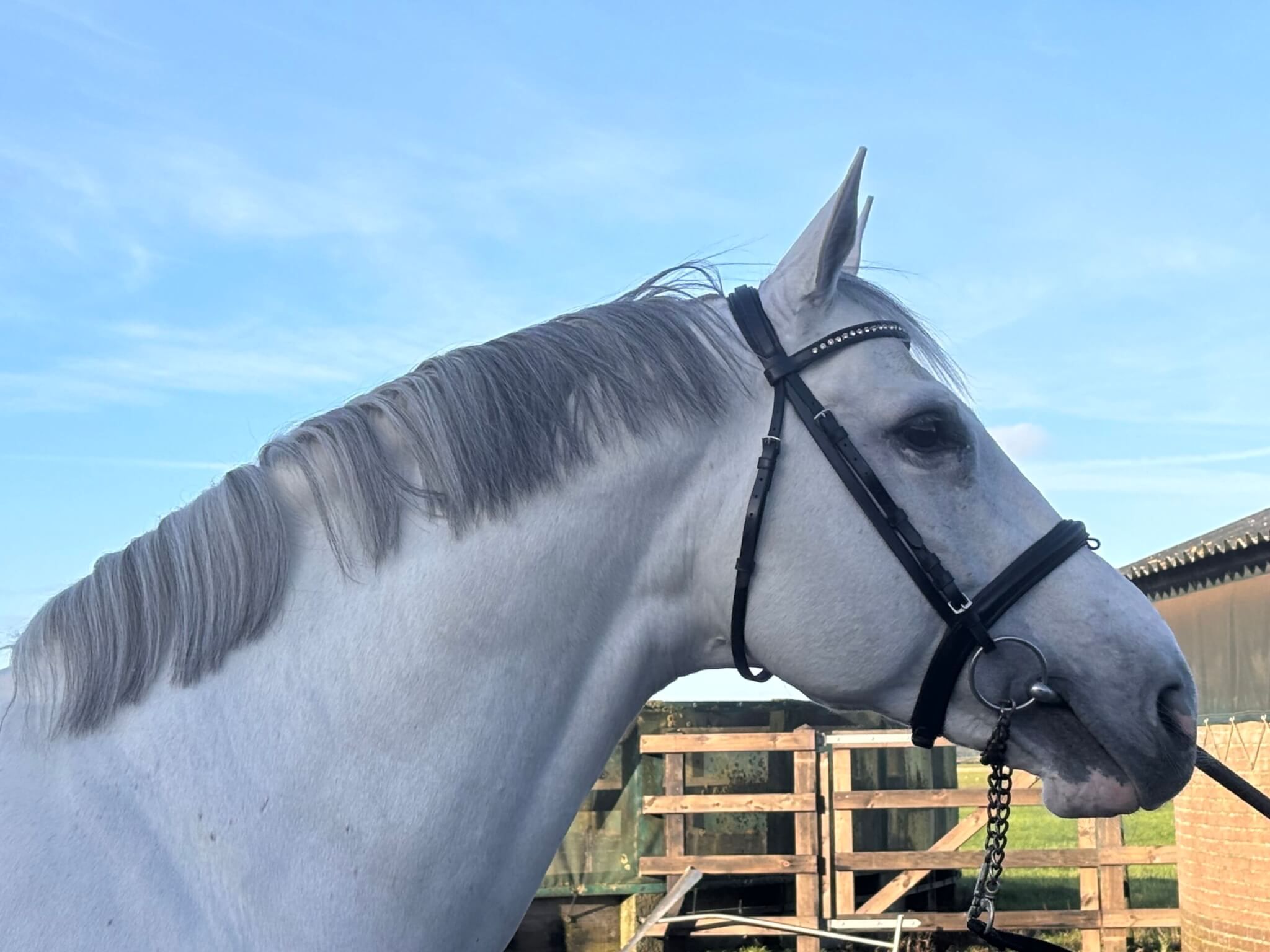 Découvrez nos cinq étalons dans le Top 30 2025 du classement WBFSH !