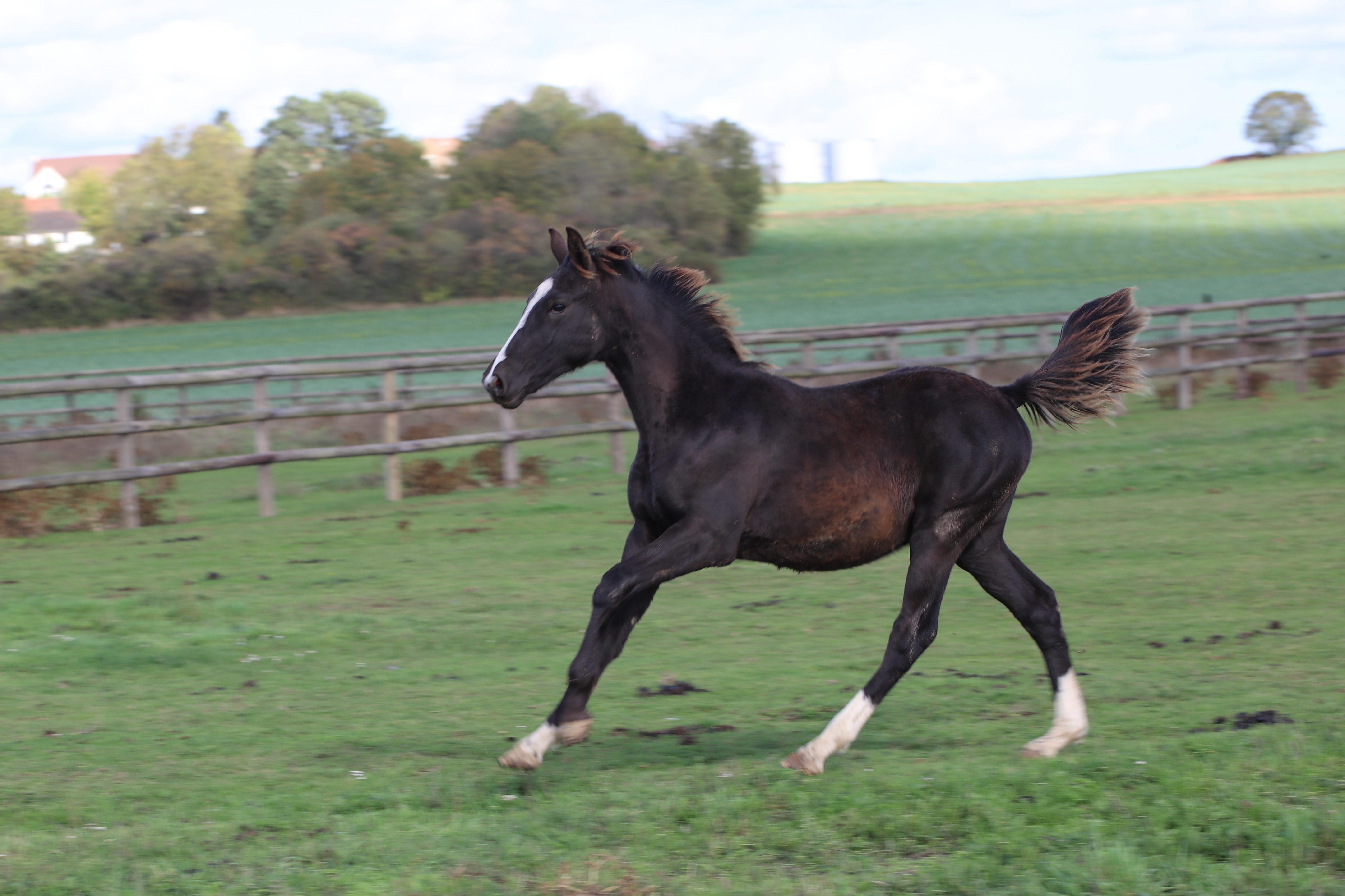 JUST DO IT GRAVELOTTE