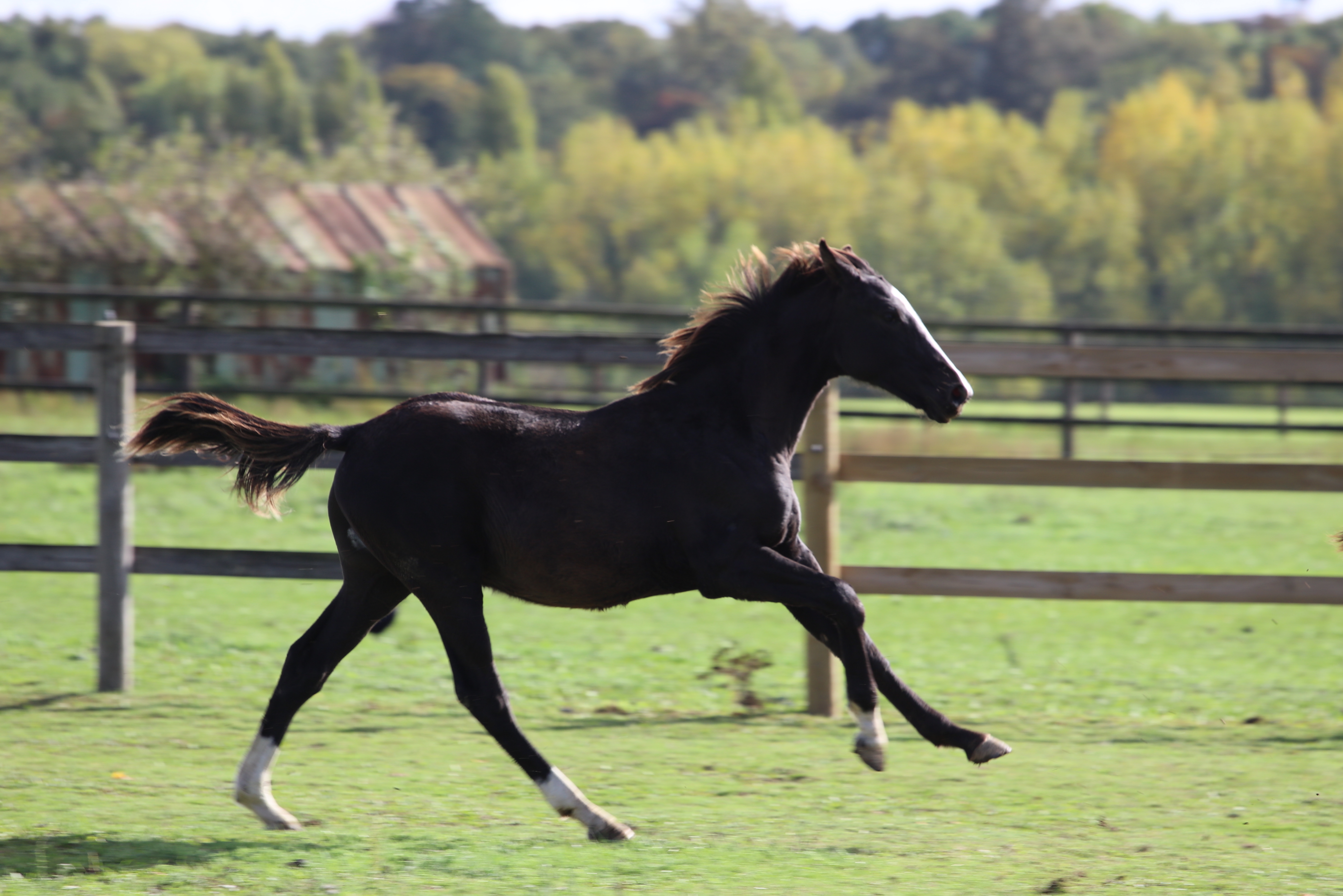 JUST DO IT GRAVELOTTE