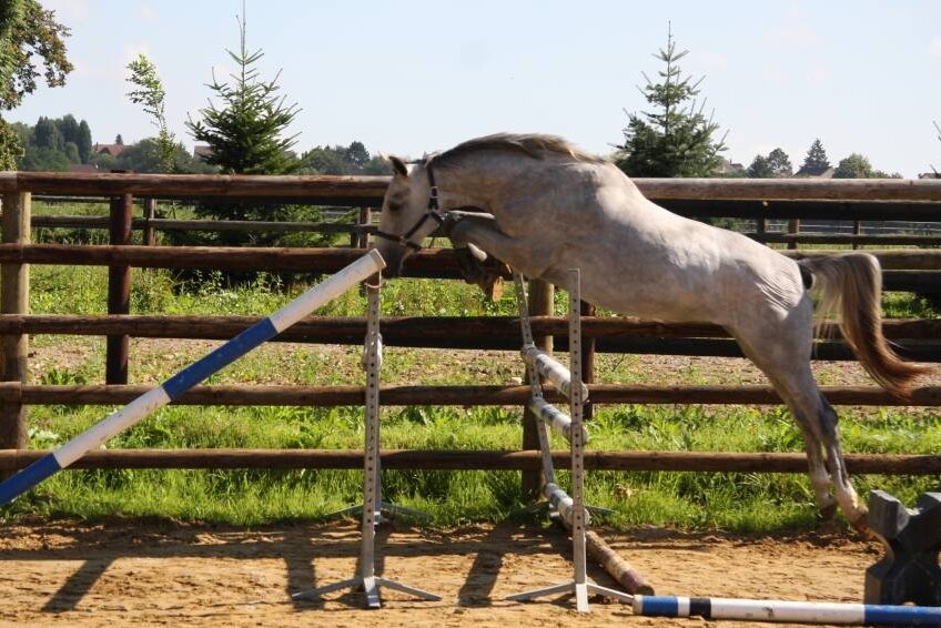 BELLISSIMA GRAVELOTTE