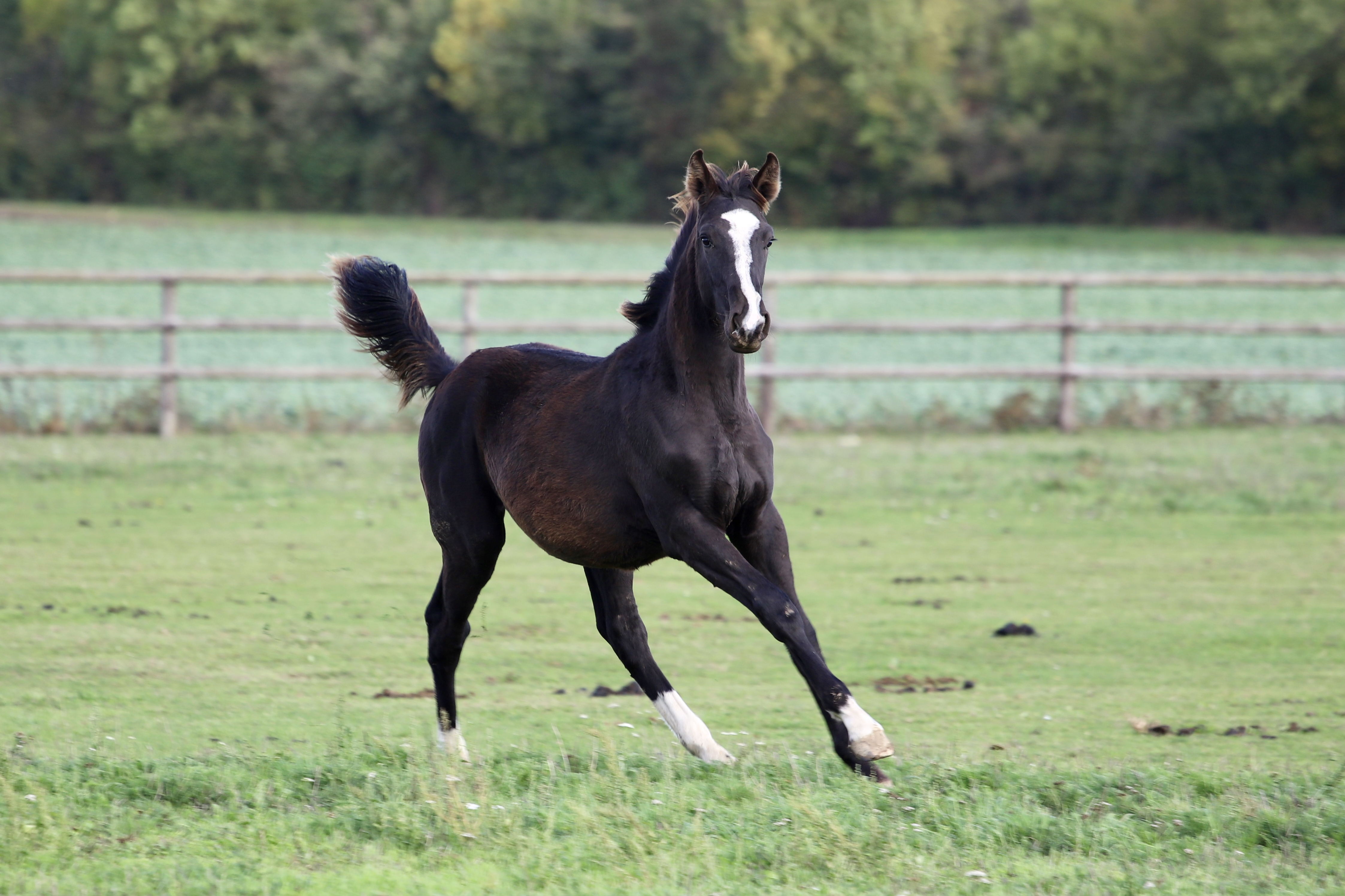 JUST DO IT GRAVELOTTE