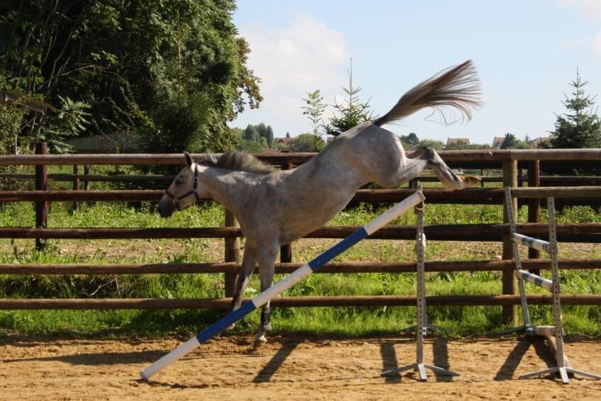 BELLISSIMA GRAVELOTTE