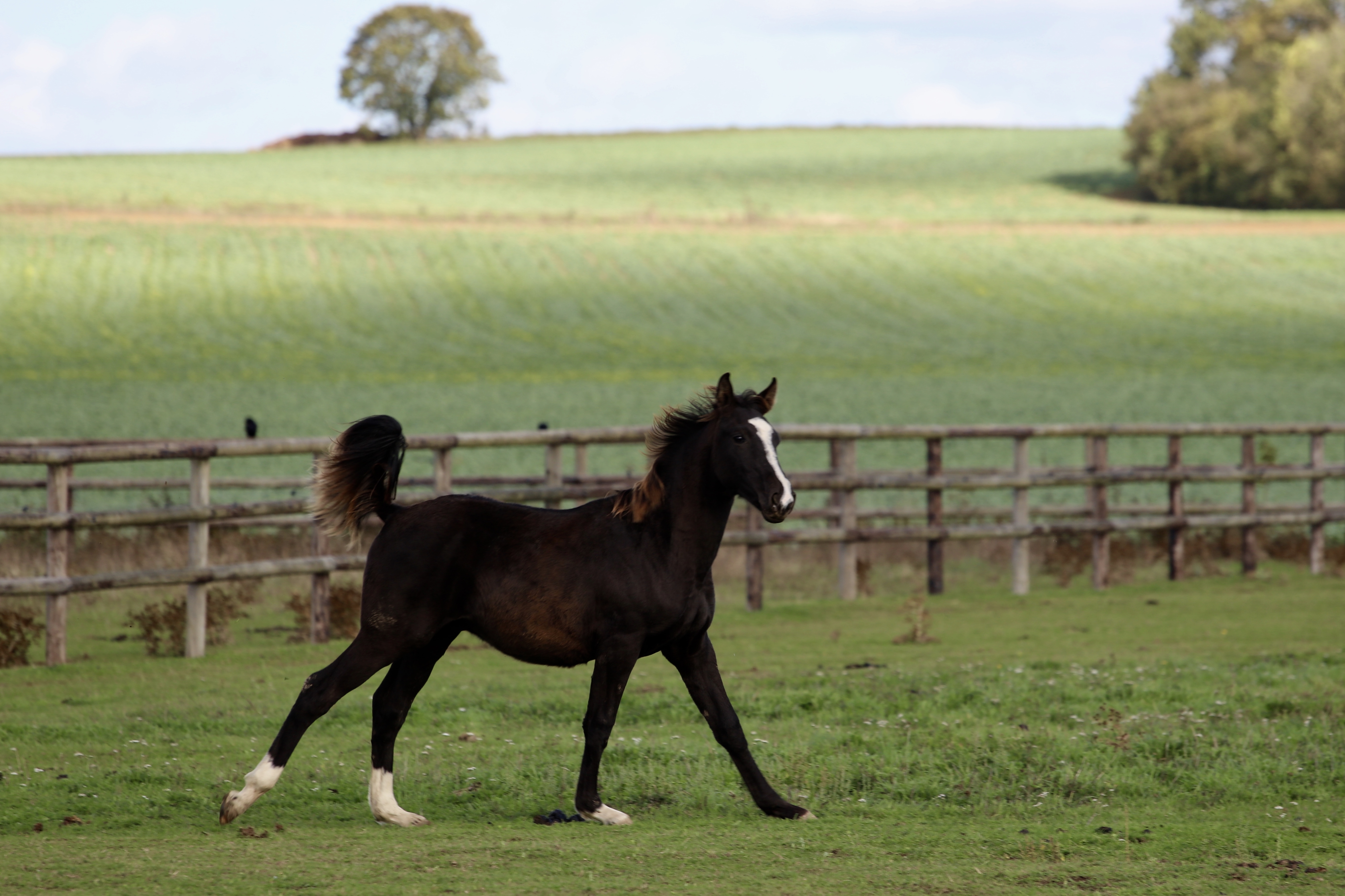 JUST DO IT GRAVELOTTE