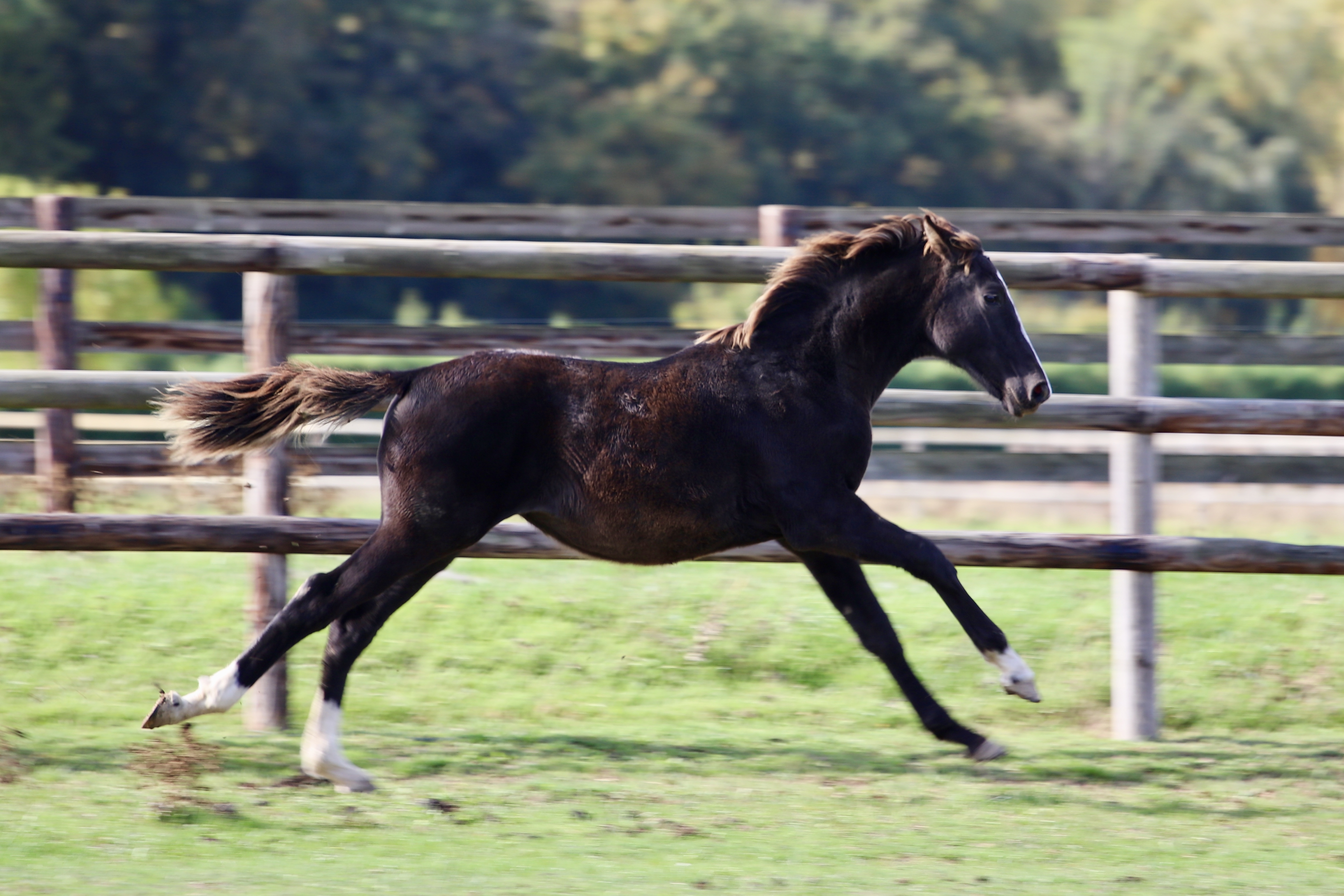 JUST DO IT GRAVELOTTE