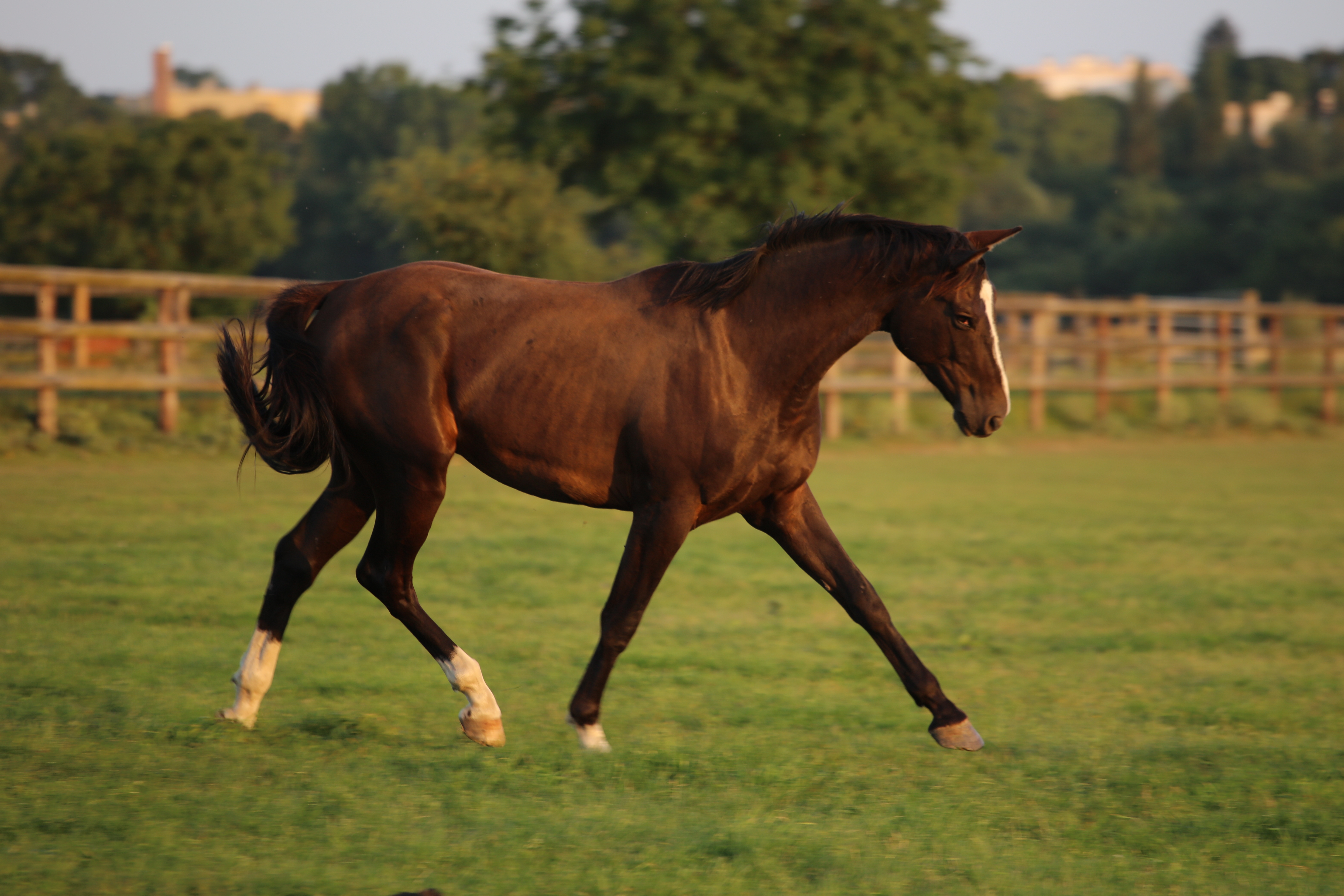 JUST DO IT GRAVELOTTE