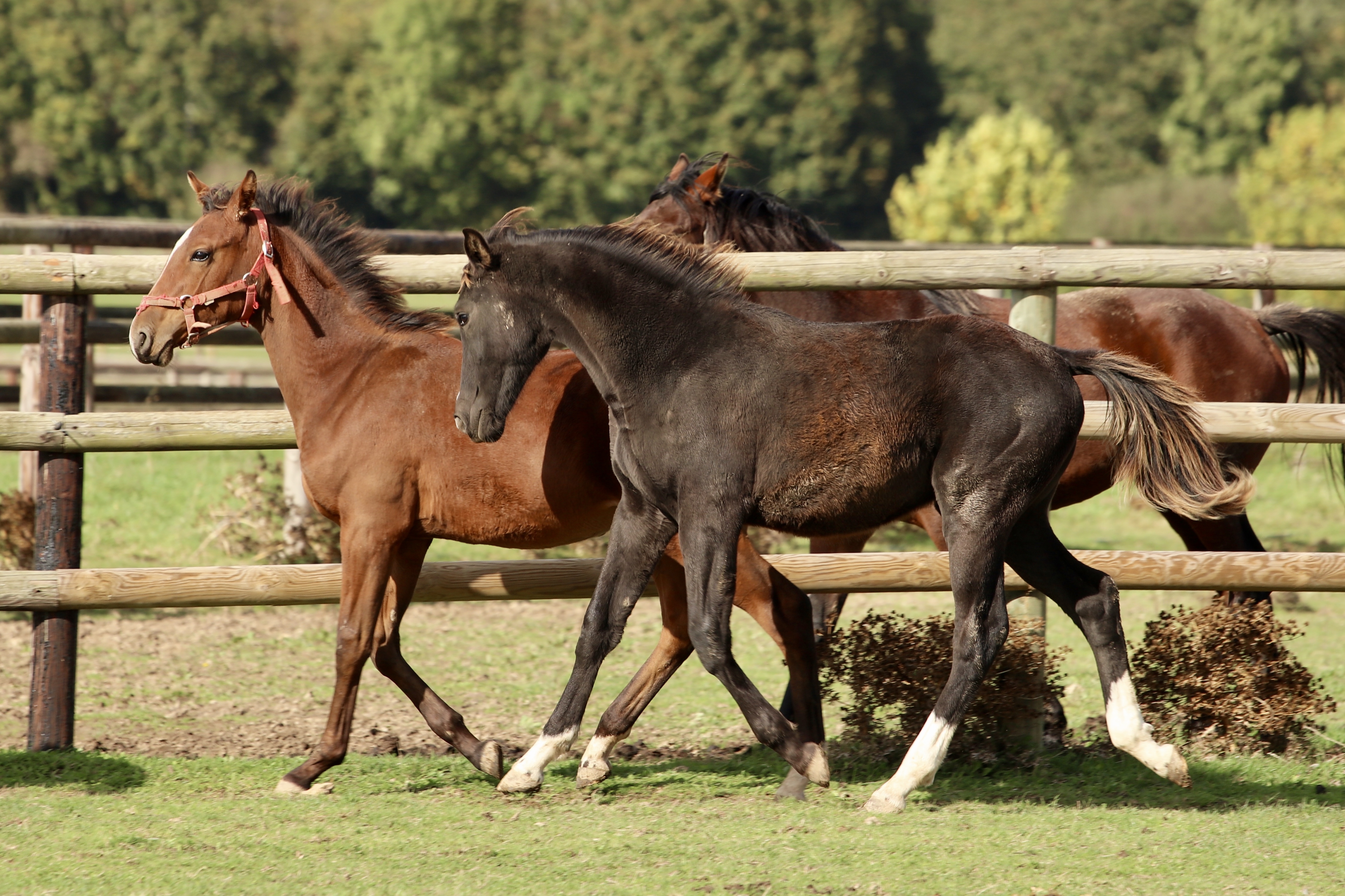 JUST DO IT GRAVELOTTE